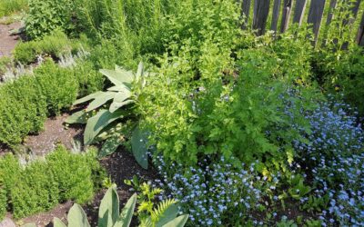 Biologische bestrijding met aaltjes en roofmijten: natuurlijke oplossingen tegen plagen