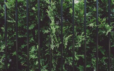 Wanneer kies je voor een hekwerk in plaats van een schutting? 